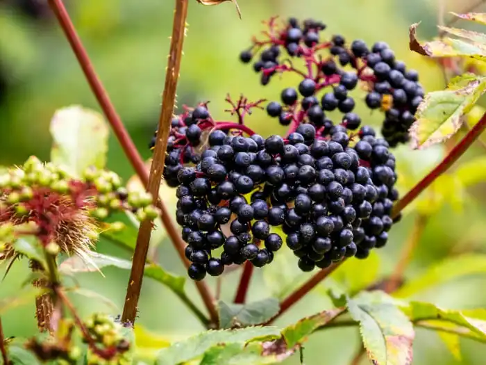 Top Applications of Sambucus Extract in Functional Foods and Beverages